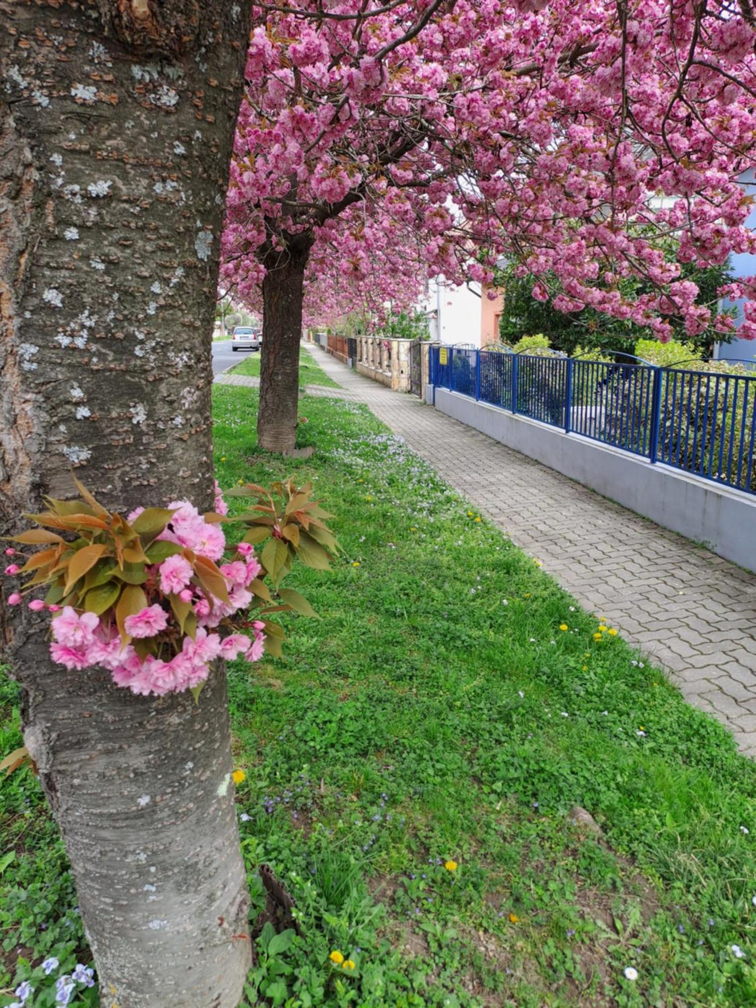 Laguna Apartmanhaz Hévíz Extérieur photo